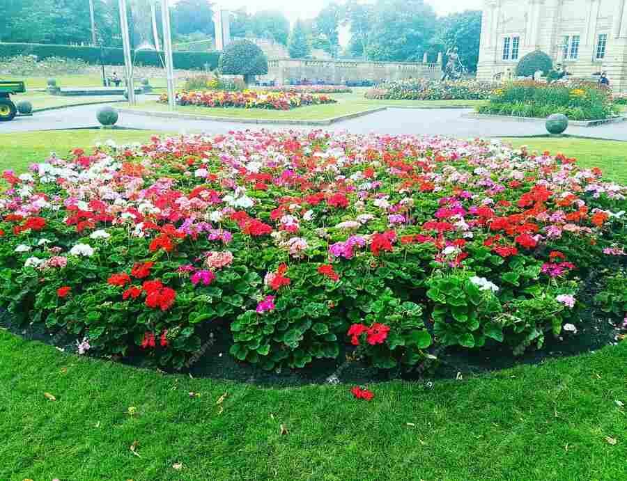 Flower Bed Ideas: Transform Your Garden with Color and Beauty